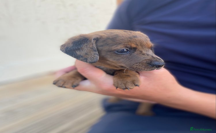 Dachshund dogs - Advert 2