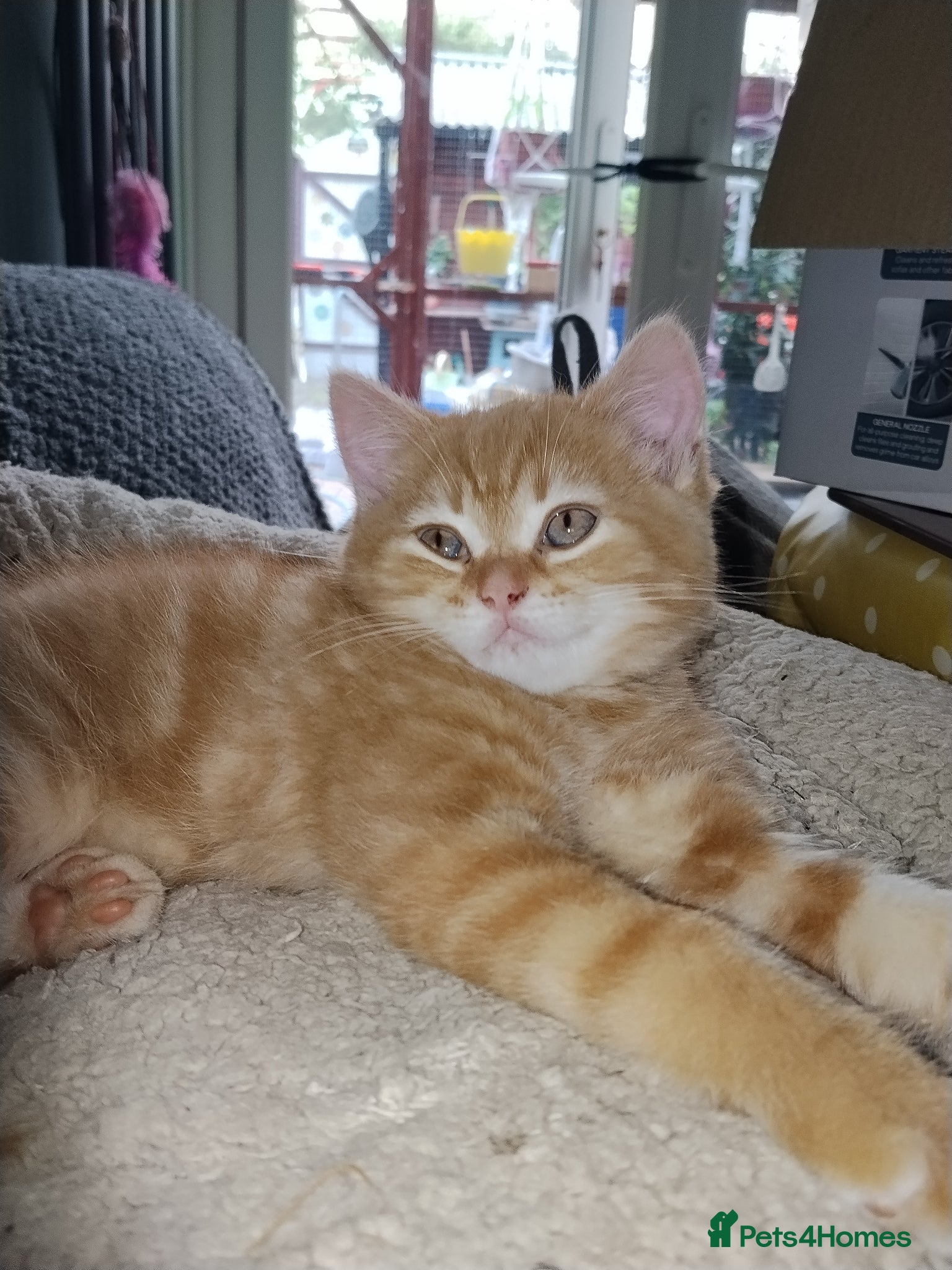 Scottish Fold cats 3 ginger girls and one boy available    - Advert 10