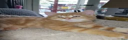 Scottish Fold cats for sale: 3 ginger girls and one boy available    - Advert 1