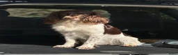 English Springer Spaniel dogs for stud: Exceptional English Springer Spaniel for stud. - Advert 3