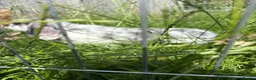 Mini Lop rabbits for sale: Mini lop buck  - Advert 3