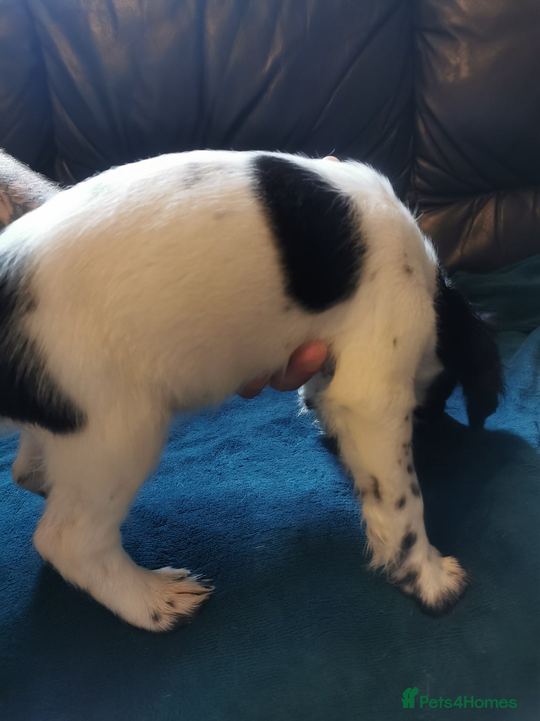 English Springer Spaniel dogs for sale: 9 Beautifully marked English Springer Spaniels  - Image 15