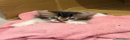 Mixed Breed cats for sale: 10 weeks old kittens ready to go  - Advert 9