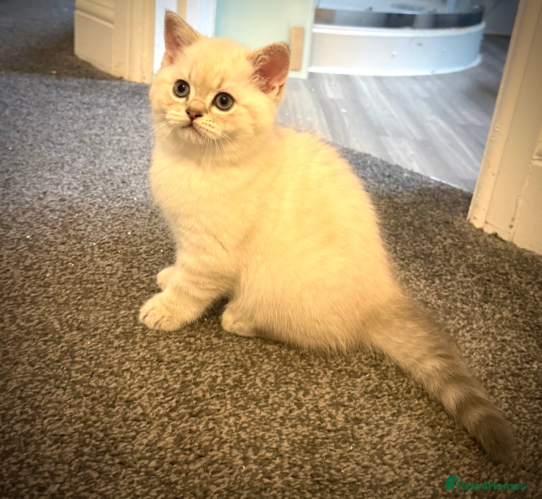 Scottish Fold cats for sale: 😻Stunning Pure breed Scottish fold kittens 😻 - Advert 34