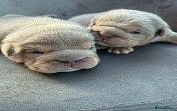 English Bulldog dogs for sale: KC Quality English Bulldogs  - Image 23