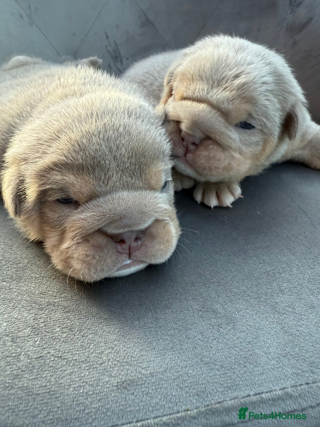 English Bulldog dogs for sale: KC Quality English Bulldogs  - Image 23