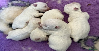 West Highland Terrier dogs - Advert 10