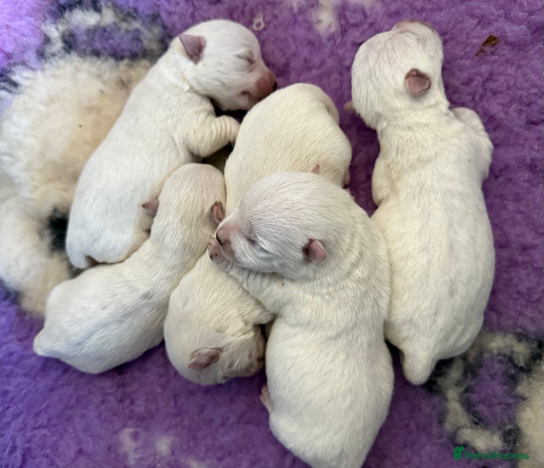 West Highland Terrier dogs for sale: Top Quality KC Westie Pups   - Image 2