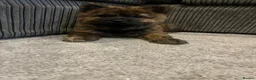 Mixed Breed dogs for sale: Chow Cross French Bulldog Puppies - Advert 7