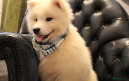 Samoyed dogs for sale: Samoyed puppies looking for the new loving  home - Image 31