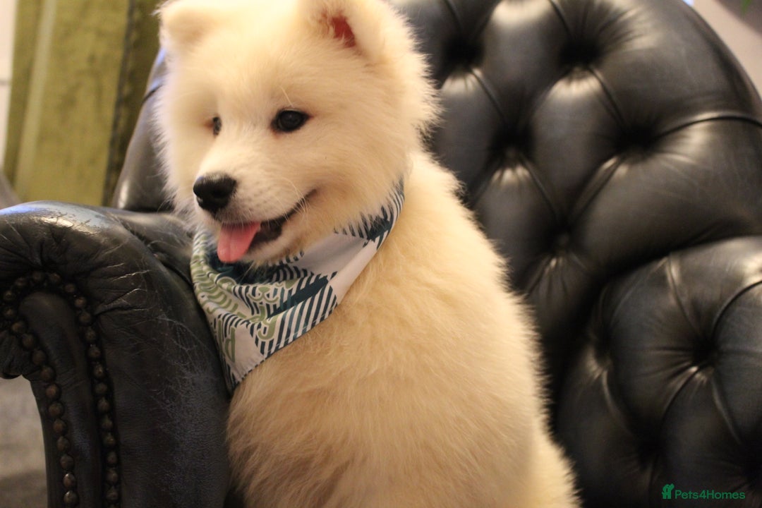 Samoyed dogs for sale: Samoyed puppies looking for the new loving  home - Image 31