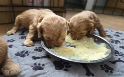 Cockapoo dogs for sale: Stunning f1b cockapoo puppies - Image 19