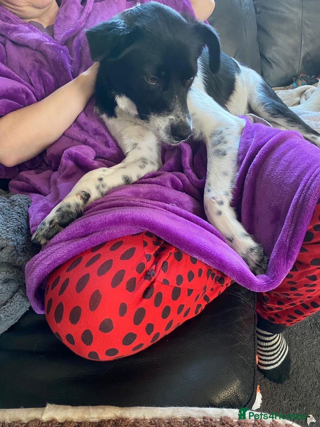 Mixed Breed dogs for adoption: Parker  - Advert 4