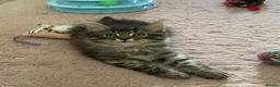 British Longhair cats for sale: 4 adorable kittens - Advert 17