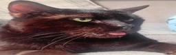 Domestic Shorthair cats for adoption: A very Special cat looking for a very special home - Advert 3