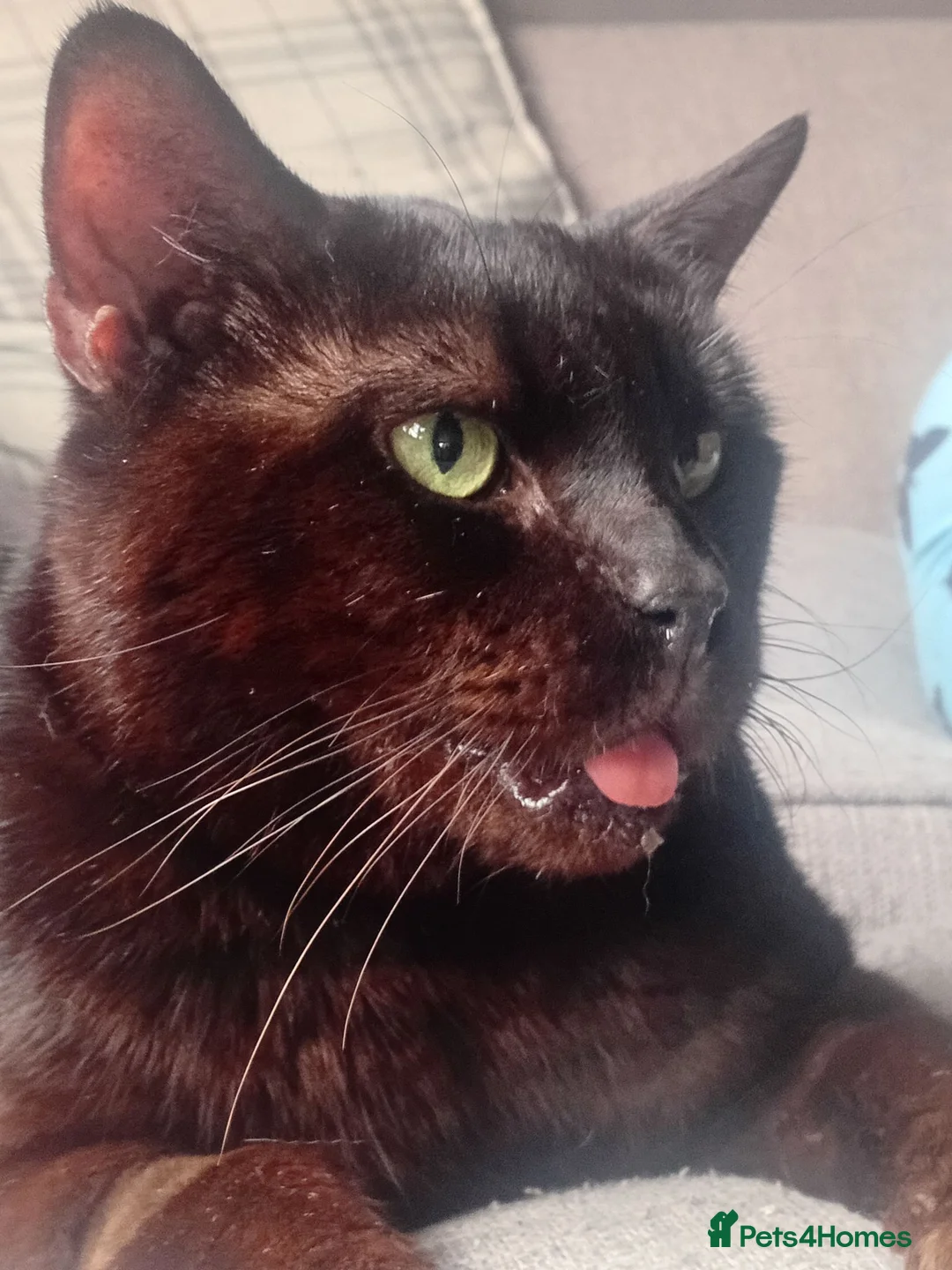 Domestic Shorthair cats for adoption: A very Special cat looking for a very special home - Advert 3