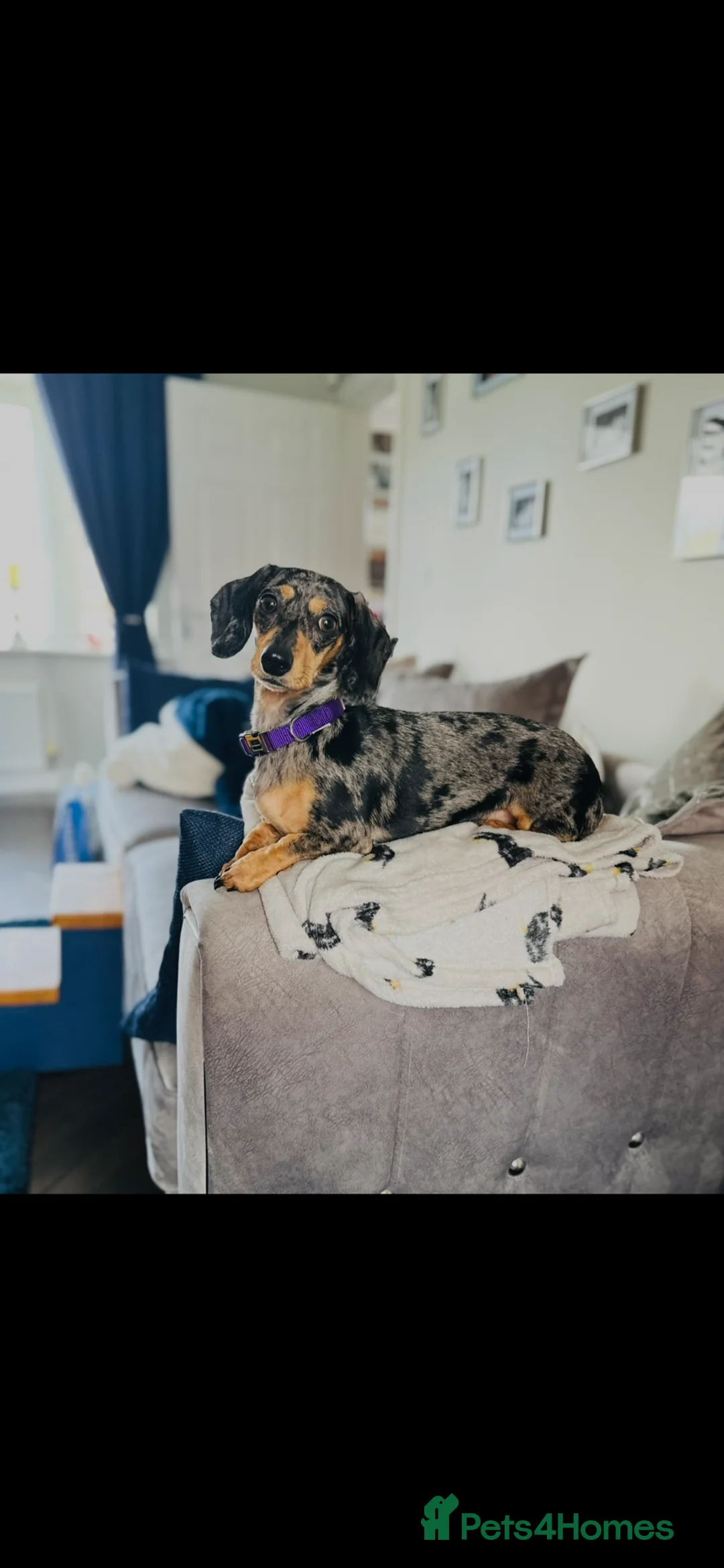 Miniature Dachshund dogs for sale: Beautiful Miniature Dachshund Puppies - Advert 2