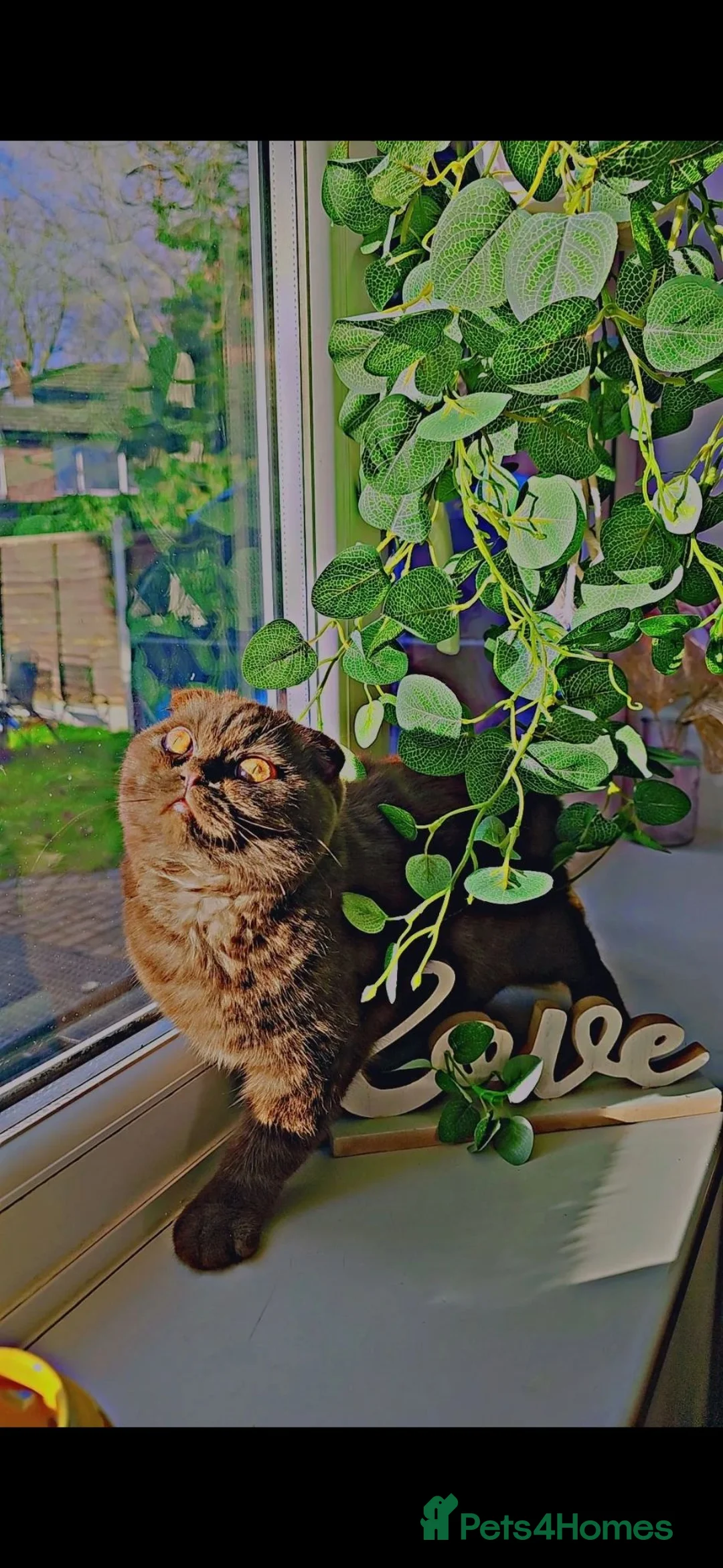 Scottish Fold cats for sale: Scottish fold adult female cat  - Advert 2