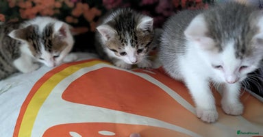 British Shorthair cats - Advert 8