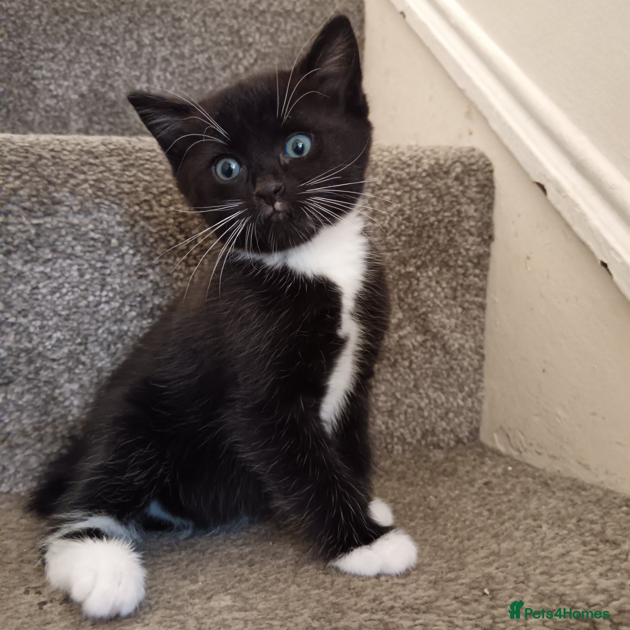 British Longhair cats 2 male kittens for sale - Advert 4