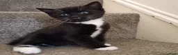 British Longhair cats for sale: 2 male kittens for sale - Advert 1