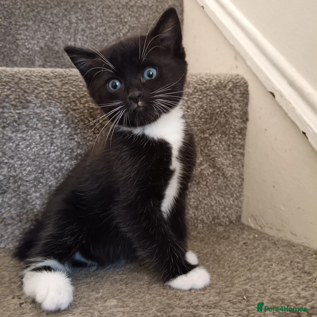 British Longhair cats for sale: 2 male kittens for sale - Advert 1