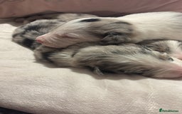 Border Collie dogs for sale: Border collie puppy’s ready to reserve  - Image 18