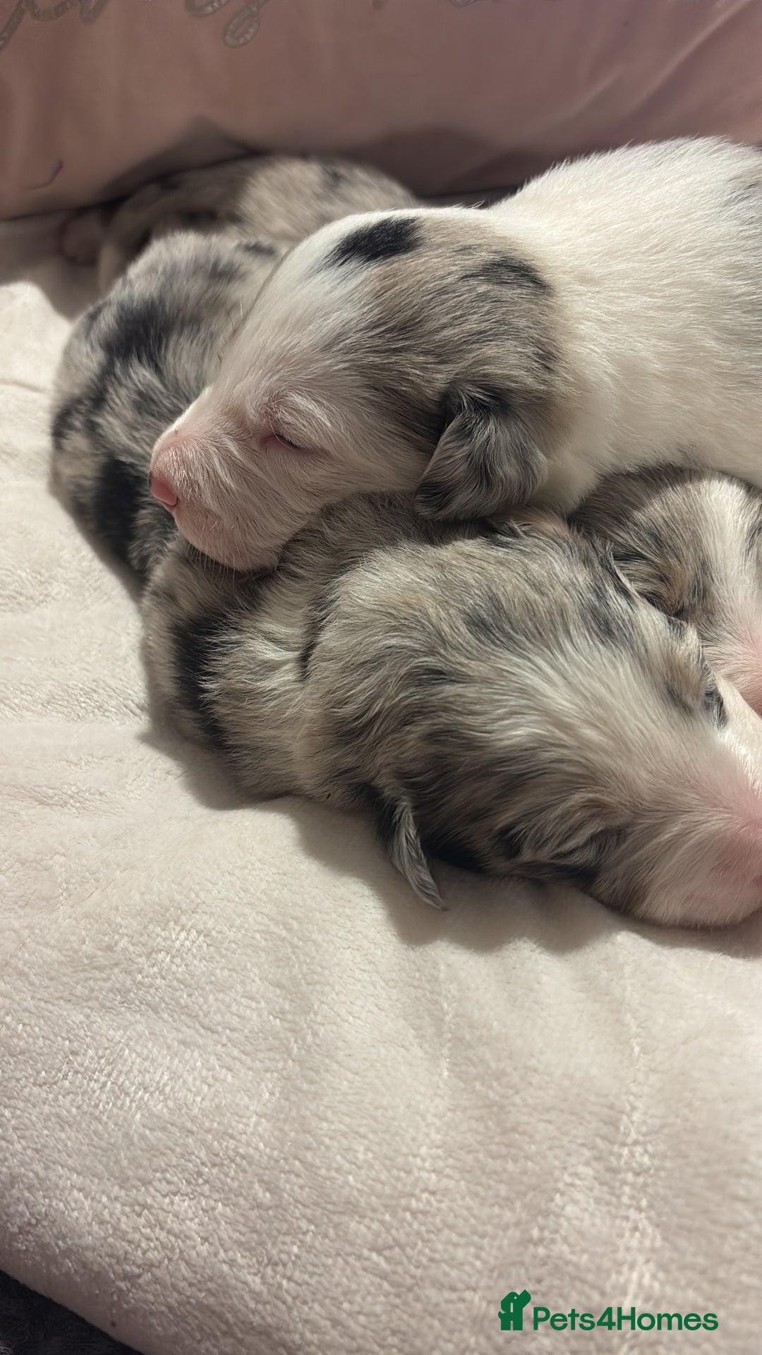 Border Collie dogs for sale: Border collie puppy’s ready to reserve  - Image 18