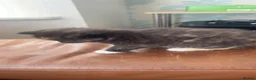 British Shorthair cats for sale: british short hairs kittens  - Advert 12