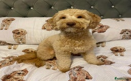 Mixed Breed dogs for sale: Cockapoochi Puppies - Image 14