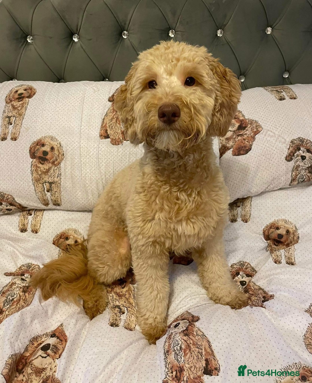 Mixed Breed dogs for sale: Cockapoochi Puppies - Image 14
