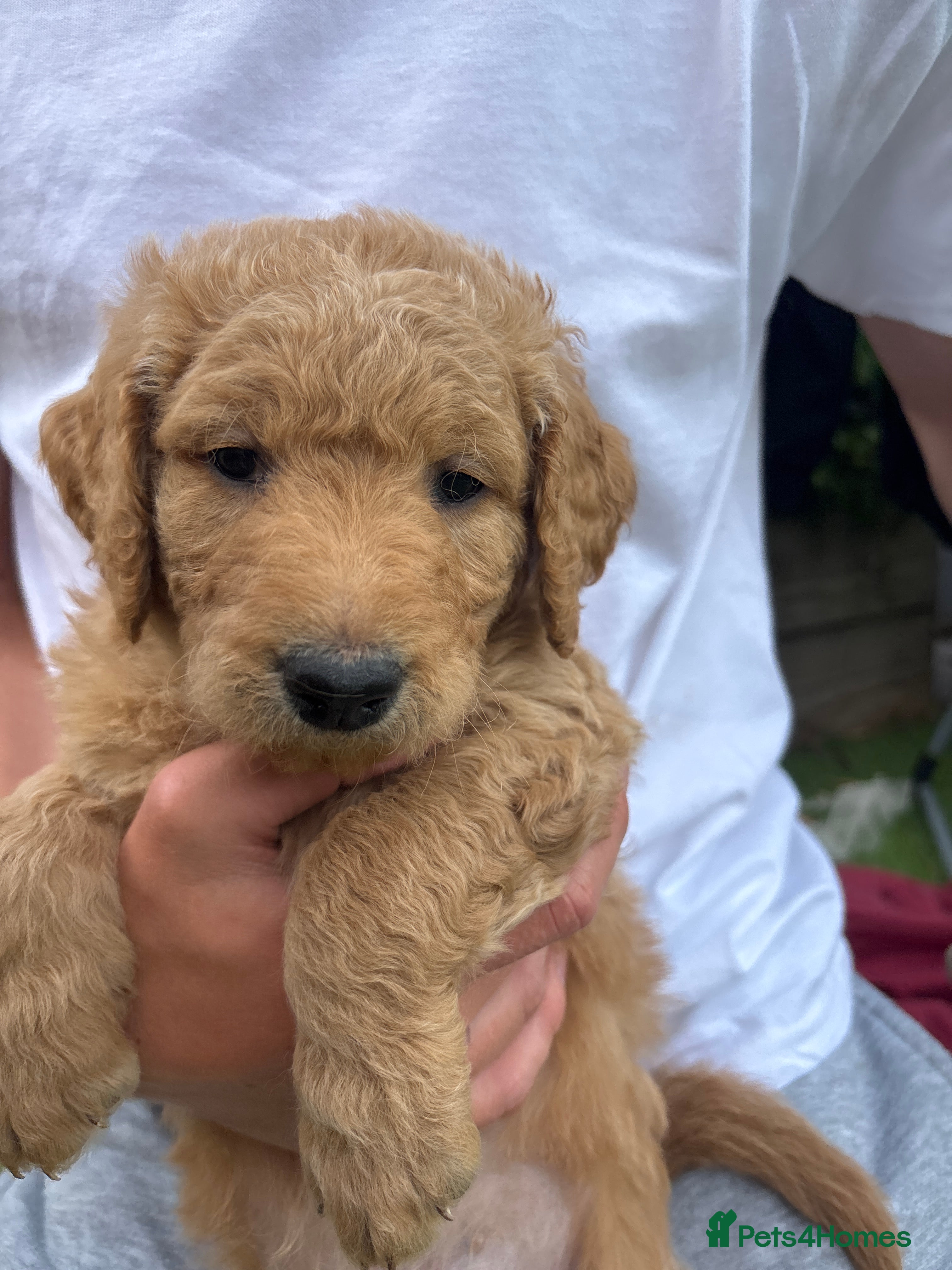 Double Doodle dogs for sale: Beautiful double/golden doodles from family pet - Advert 26