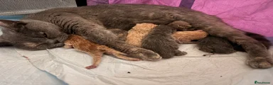 British Shorthair Blue 1