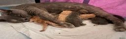 British Shorthair cats for sale: Beautiful British Shorthair Kittens-Rare colours - Advert 7