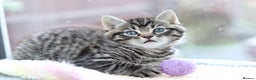 Mixed Breed cats for sale: Adorable Kittens - Advert 10