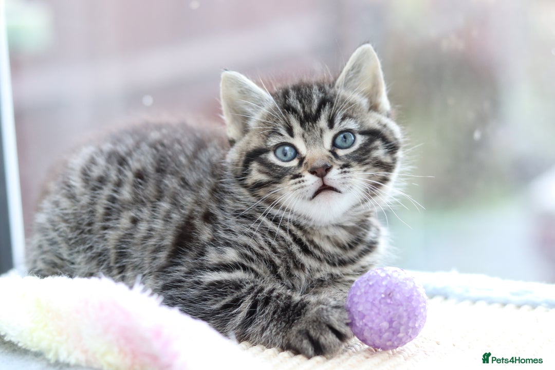 Mixed Breed cats for sale: Adorable Kittens - Advert 10