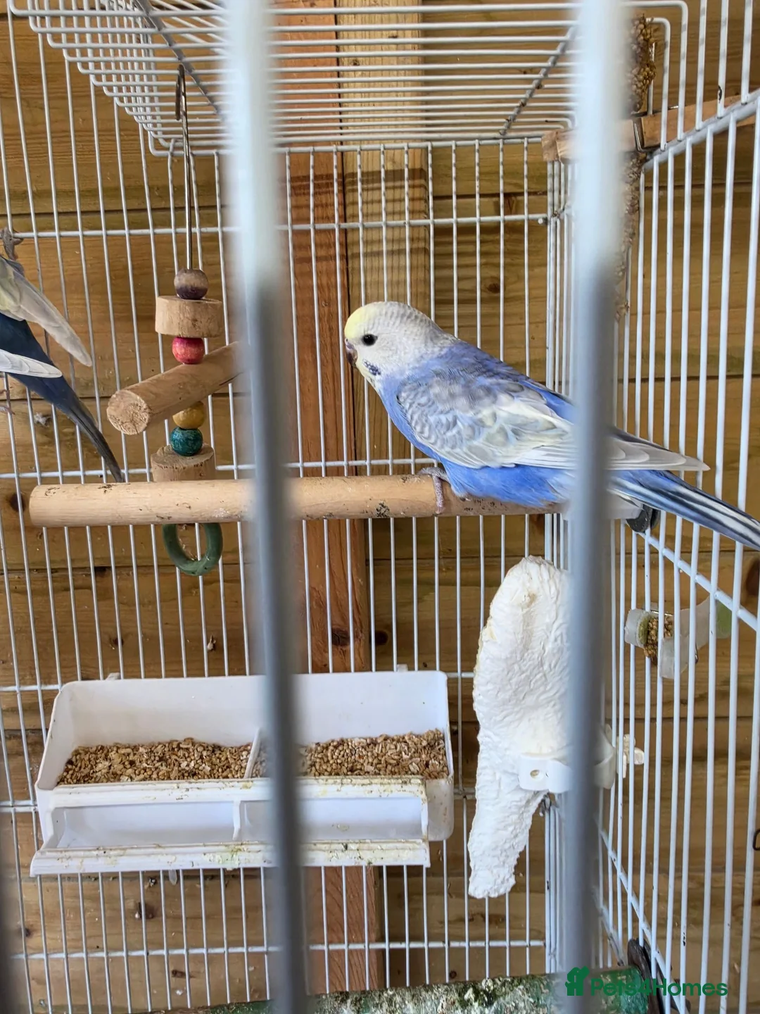 Budgerigars birds for sale: Baby Boy Rainbow Budgie - Advert 5