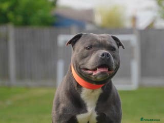 Staffordshire Bull Terrier dogs WORLD FAMOUS BLOODLINE! KC REG LOW COI% in Nottingham - Advert 1