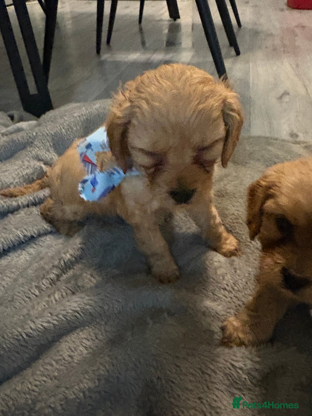 Cavapoo dogs for sale: Gorgeous Cavapoo puppies - Advert 4