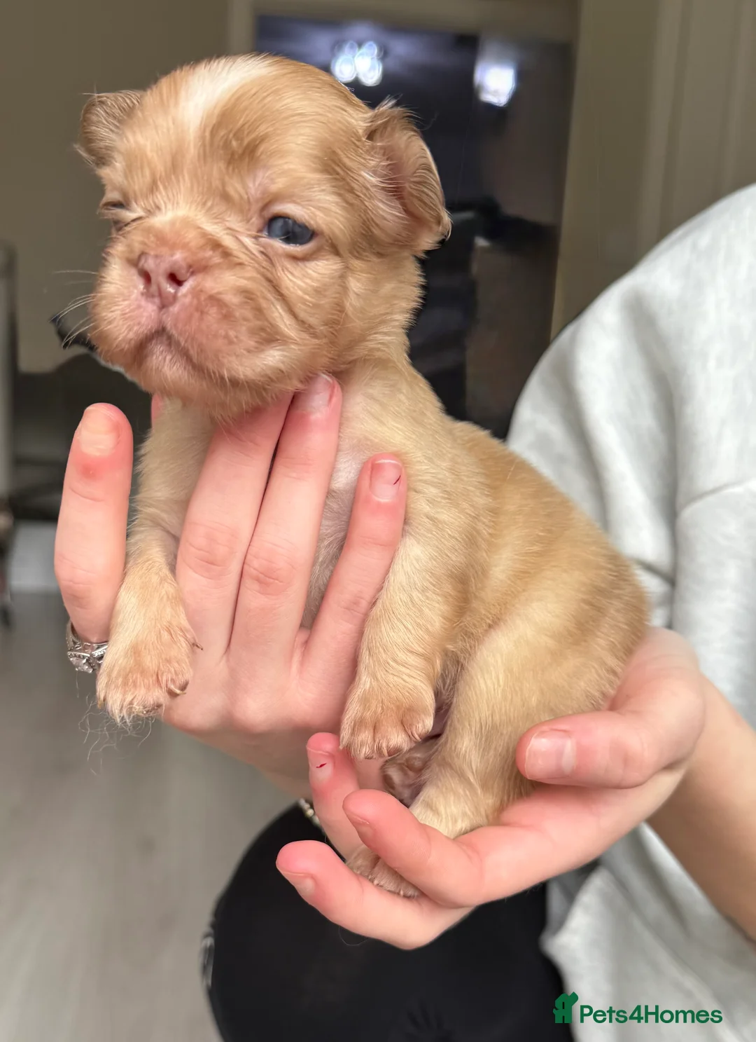 French Bulldog dogs for sale: Full fluffy frenchies  - Advert 29