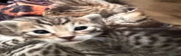 Savannah cats for sale: Gorgeous Spotty Savannah Babies - 2 Girls Left  - Advert 9