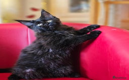 Maine Coon cats for sale: Pure breed Maine Coons Kittens  - Image 10