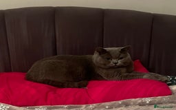 British Shorthair cats for sale: British shorthair kittens - Image 17