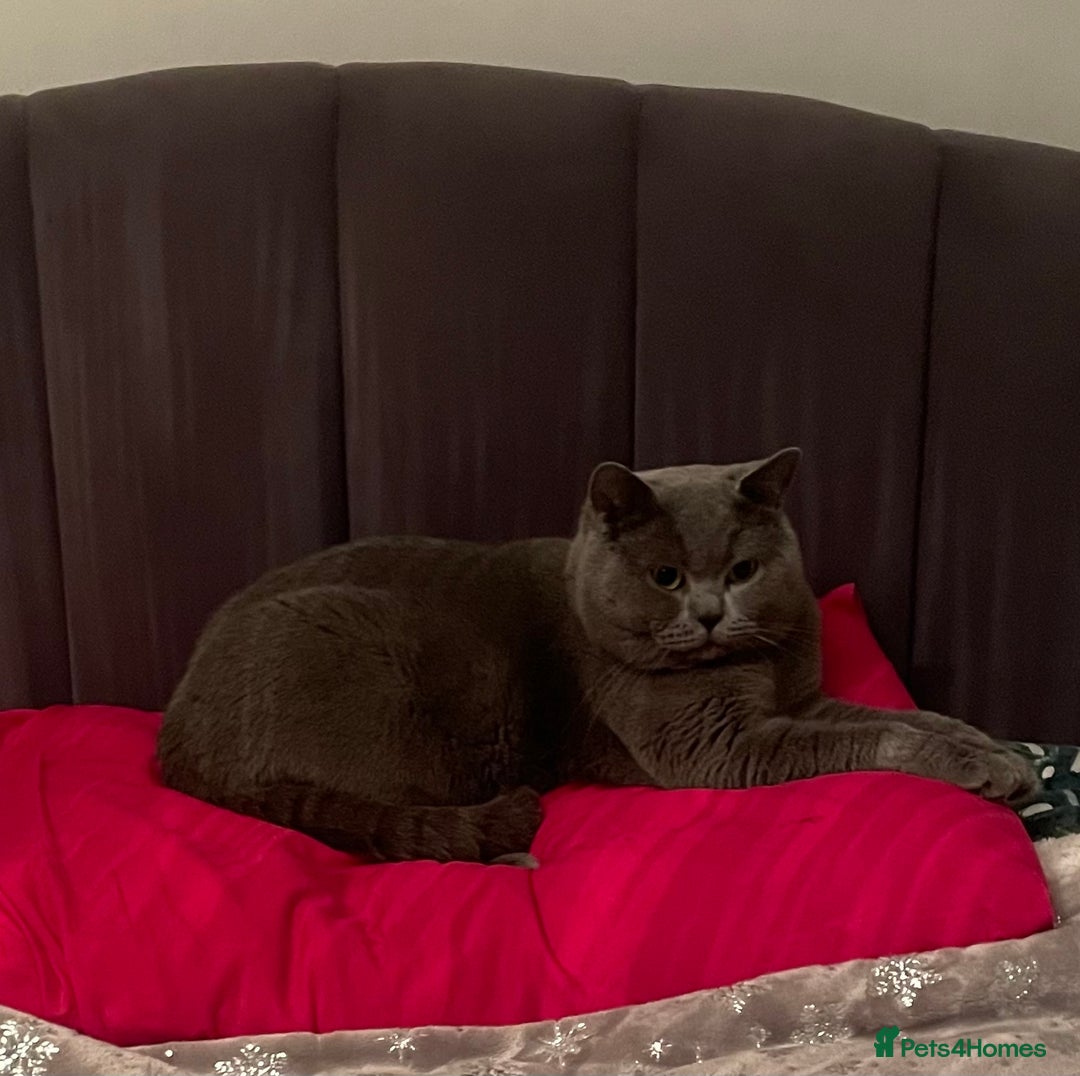 British Shorthair cats for sale: British shorthair kittens - Image 17