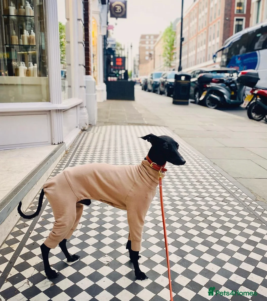 Italian Greyhound dogs for stud: Stunning Italian Greyhound Stud  in Weybridge - Advert 12