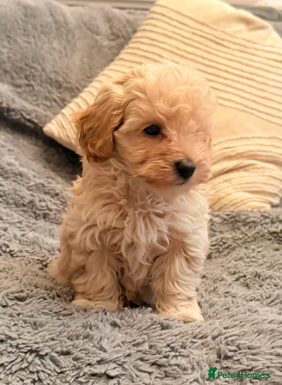 Maltipoo dogs for sale: DNA clear tiny toy F1b maltipoo puppy - Advert 8
