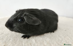 Guinea Pig rodents for sale: Solo baby boys under 8 weeks to bond with lone boy in Faringdon - Image 4
