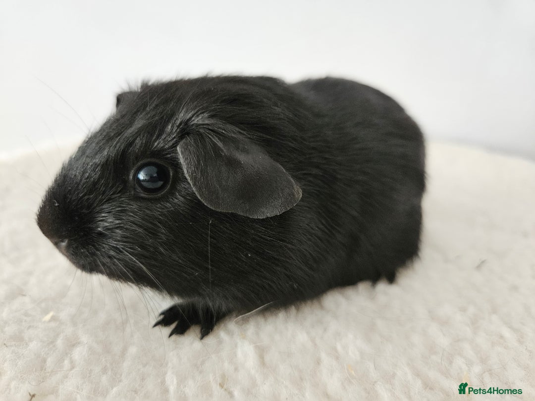 Guinea Pig rodents for sale: Solo baby boys under 8 weeks to bond with lone boy in Faringdon - Image 4