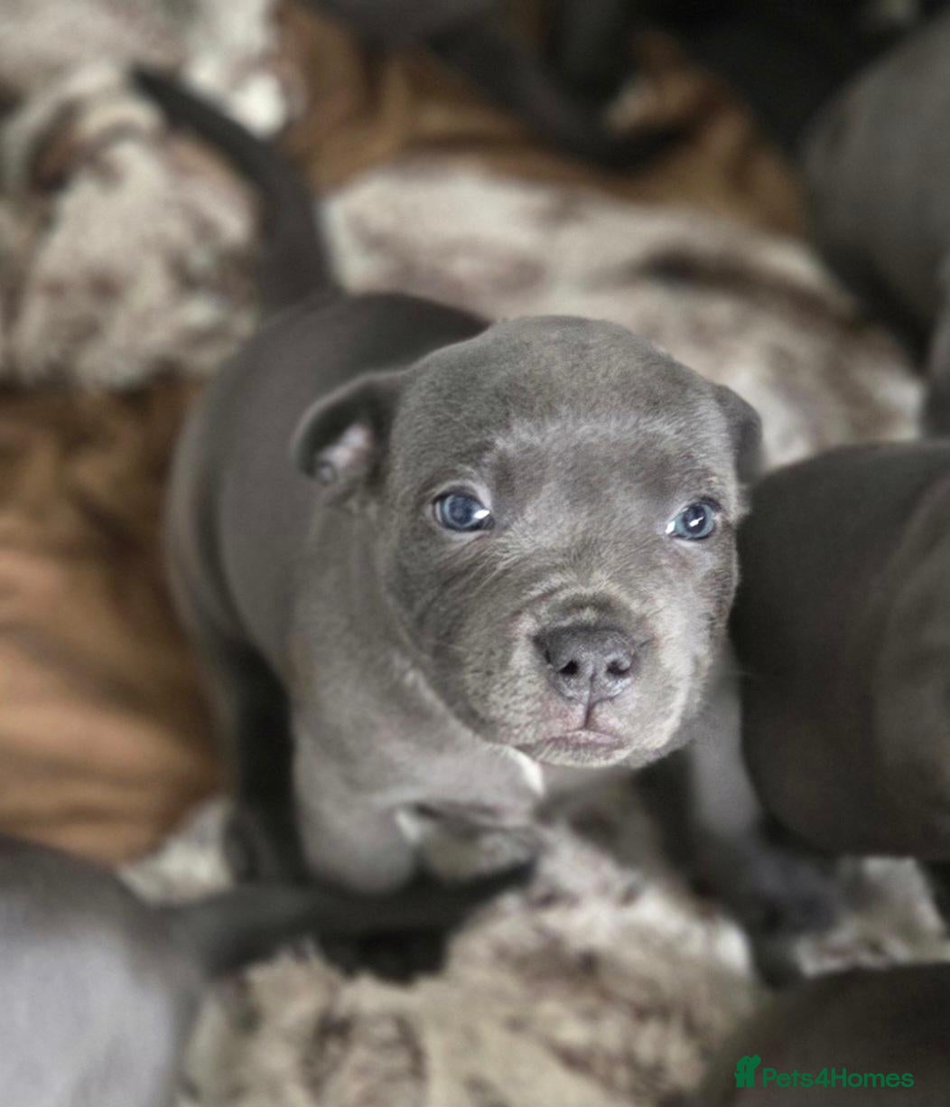 Staffordshire Bull Terrier dogs LAST KC Blue StaffordshireBullTerrier Pup - Advert 1