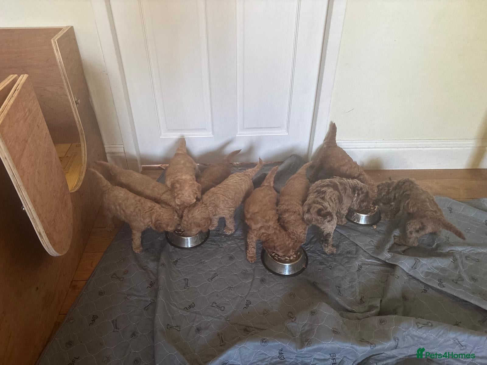 Mixed Breed dogs for sale: Moyen/miniature poodle - Advert 2